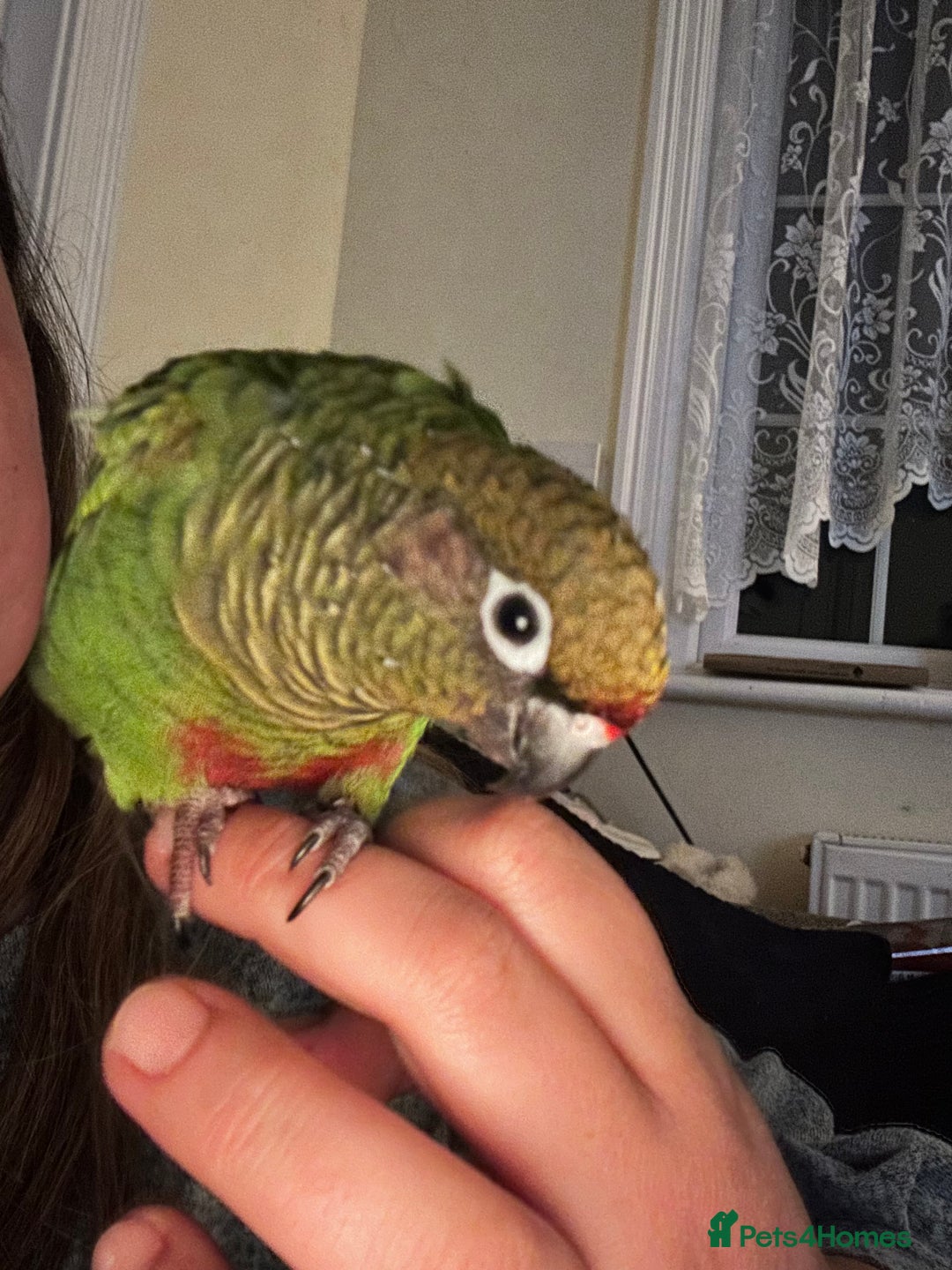 Conures birds for sale: Peanut the Green Cheek conure - Advert 5