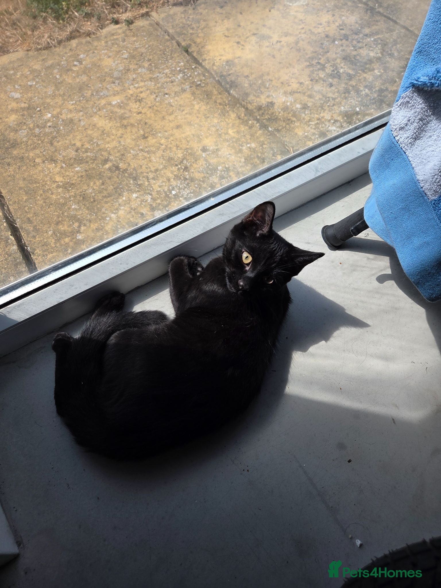 Mixed Breed cats Male kitten  - Advert 1