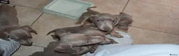 Miniature Dachshund dogs for sale: TRUE miniature dachsaund in Leicester - Advert 5