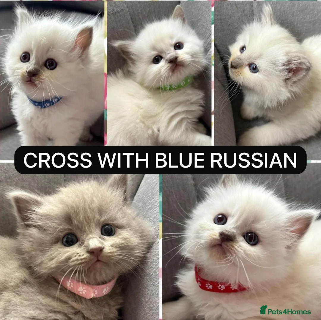 British Shorthair cats for stud: Pedigree White British Shorthair - Colourpoint BSH - Advert 8