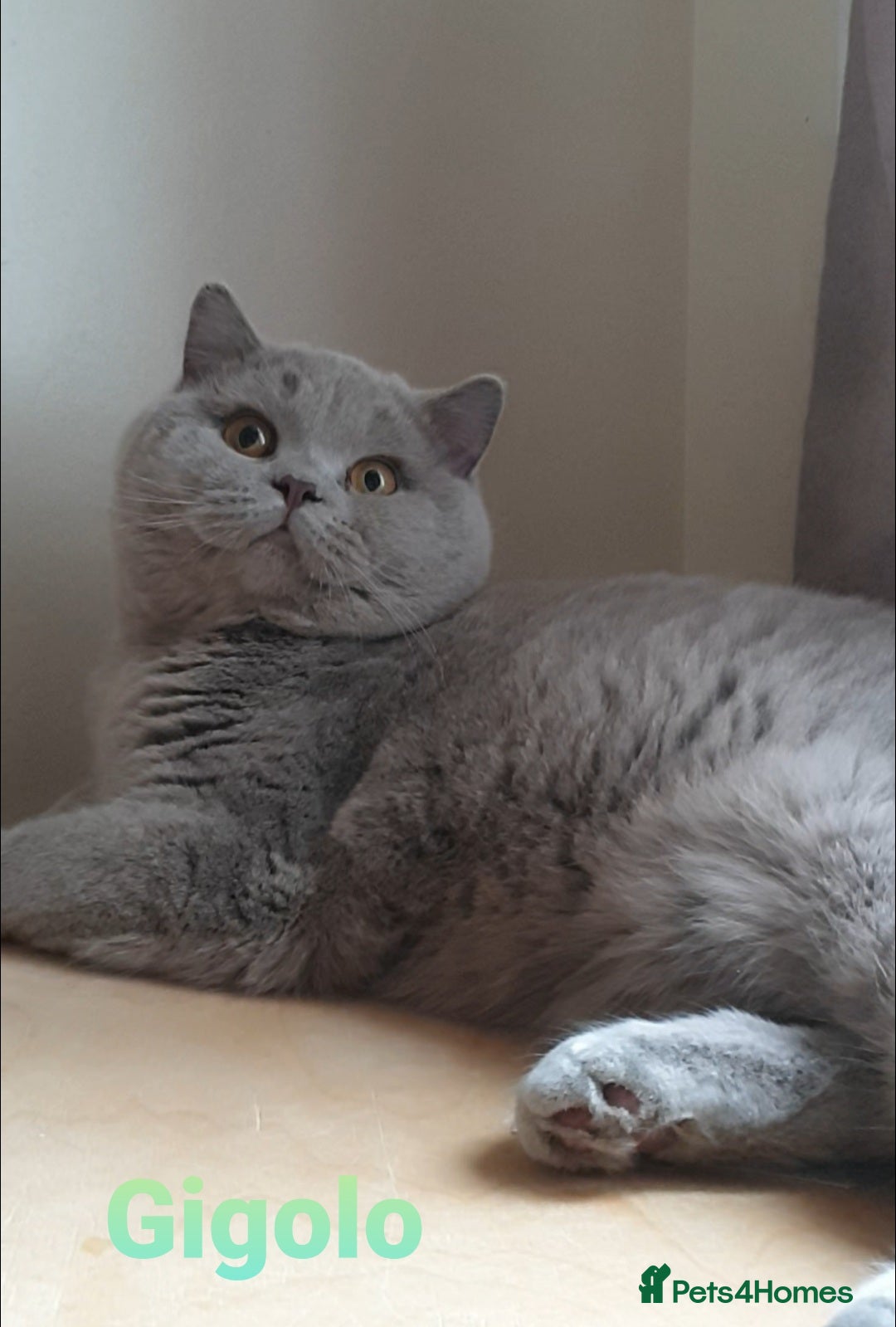 British Shorthair cats Closing of BSH cattery, 50% discount  - Advert 5