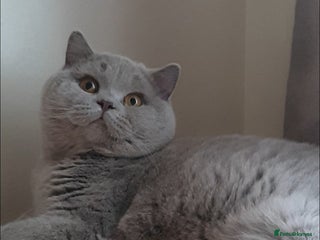 British Shorthair cats Closing of BSH cattery, 50% discount - Advert 3