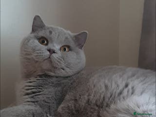 British Shorthair cats Closing of BSH cattery, 50% discount - Advert 5