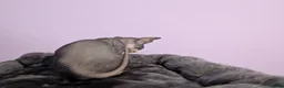 Sphynx cats for sale: ***TICA ACTIVE*** - PURE BREAD SPHYNX - AVAILABLE - Advert 31