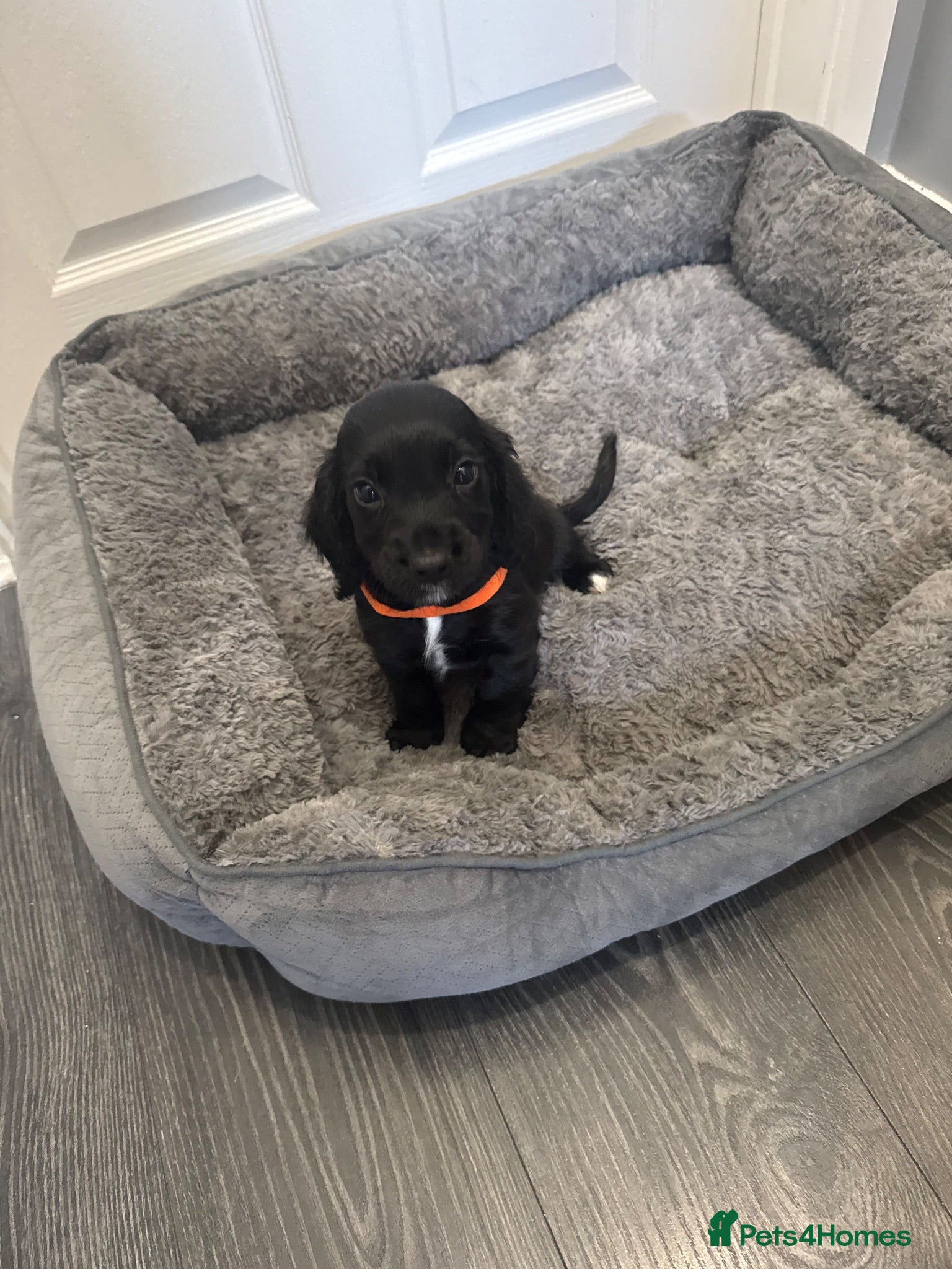Cocker Spaniel dogs Pedigree Cocker Spaniel puppies  - Advert 15
