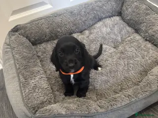 Cocker Spaniel dogs Pedigree Cocker Spaniel puppies - Advert 15