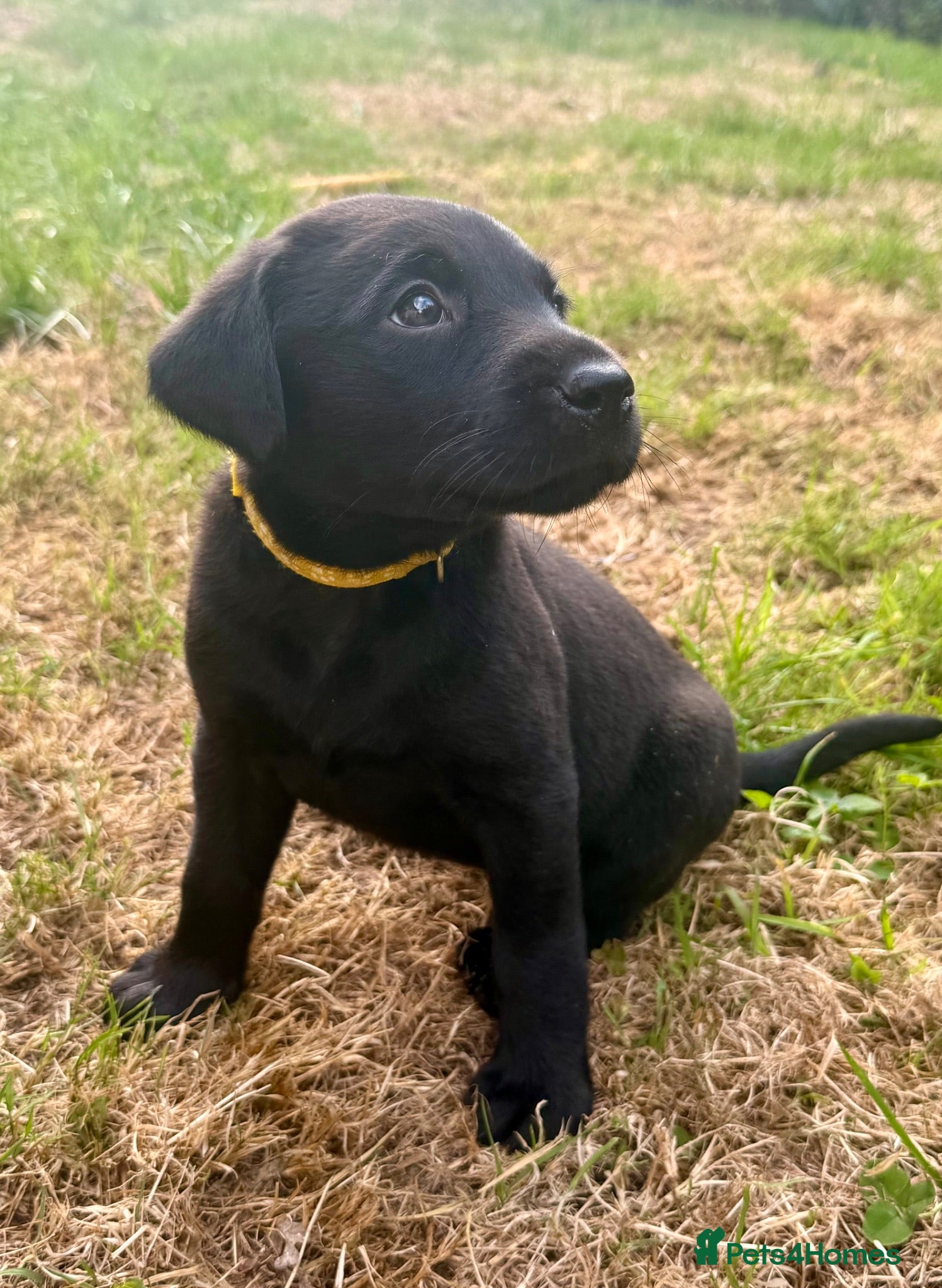 Labrador Retriever dogs 🖤 KC Reg Black Lab Pups 2 Girls Available 🖤 - Advert 1