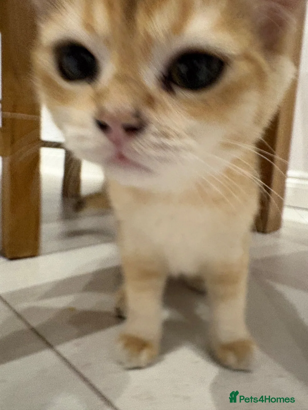 British Shorthair cats for sale: Golden bsh for sale ready to leave now!  in Richmond - Advert 2