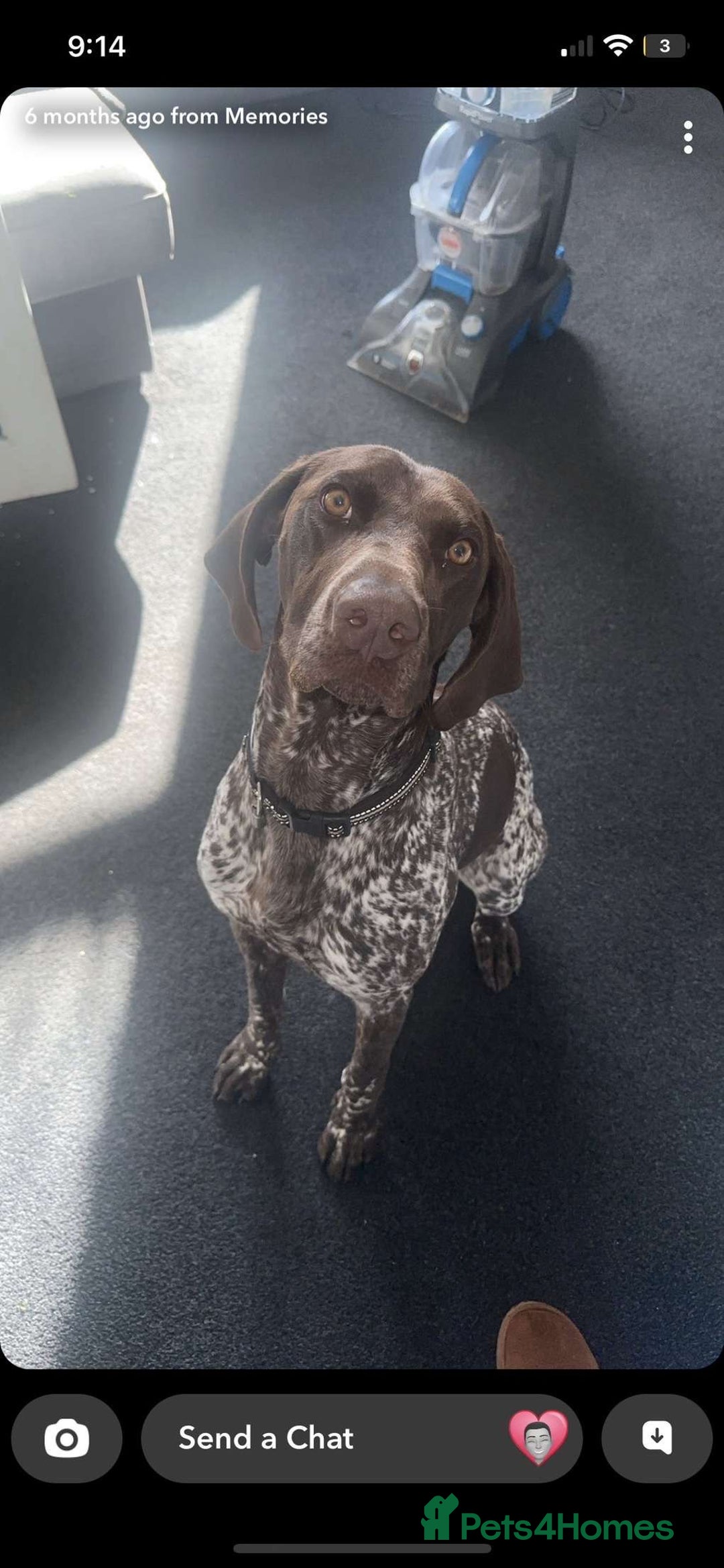 German Shorthaired Pointer dogs for sale: KC reg German shorthaired pointer puppy - Image 6