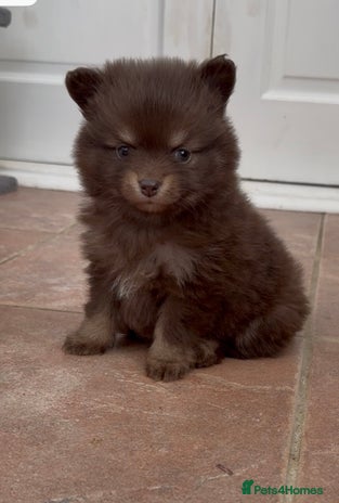 Pomchi dogs - Advert 1