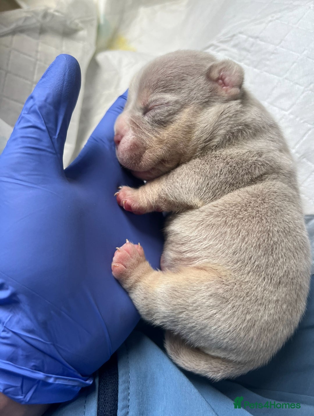 American Bully dogs for sale: Top quality micro bully’s  - Image 4
