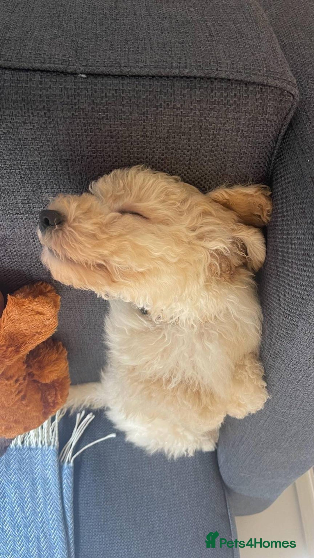 Cockapoo dogs for sale: Male Cockapoo Puppy - Ready to leave - Image 3