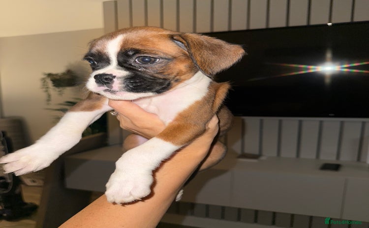 Boxer dogs - Advert 1