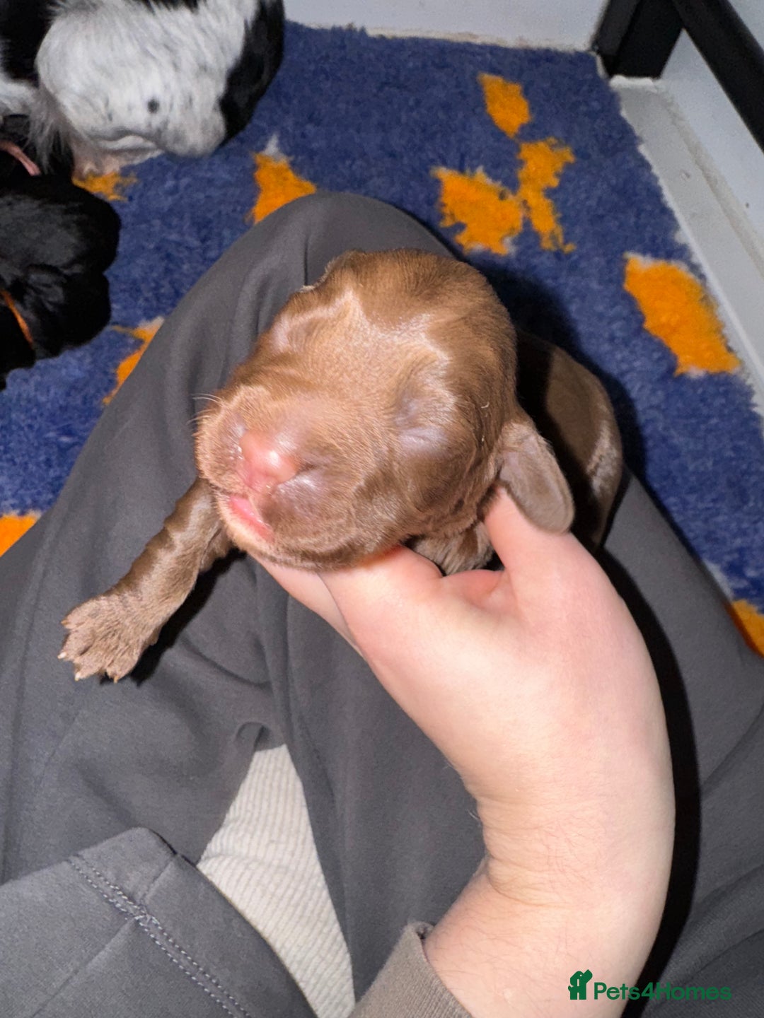 Sprocker dogs for sale: Sprocker Spaniel Puppies - Advert 10