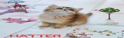 British Longhair cats for sale: 🧚‍♀️✨️ 3 Stunning  Sweet Babies 🐈🍬🐾 - Advert 6