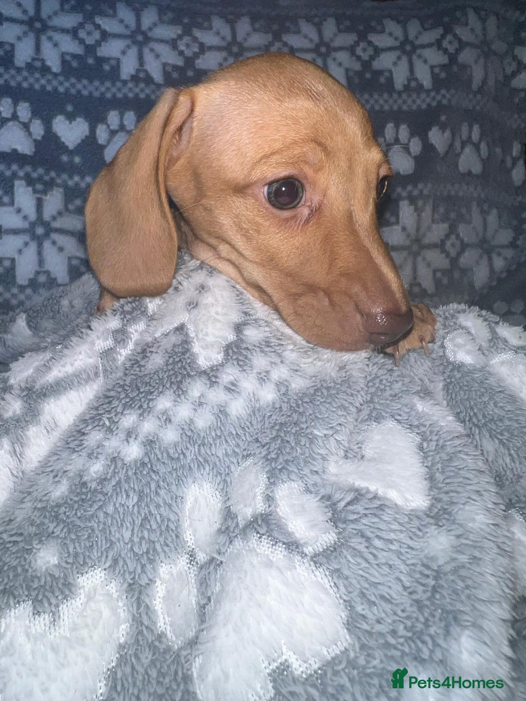 Miniature Dachshund dogs for sale: Kc registered miniature dachshunds  - Image 9