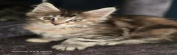 Maine Coon cats for sale:  🐾❤️ BEAUTIFUL MAINE COON KITTENS  ❤️🐾 - Advert 37