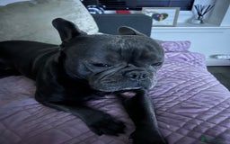 French Bulldog dogs for sale: Buddy Boy - Image 5