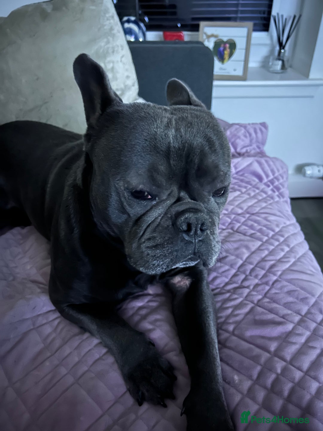 French Bulldog dogs for sale: Buddy Boy - Image 5
