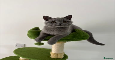 British Shorthair cats in Braintree - Advert 3