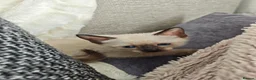 Siamese cats for sale: Siamese male and female kittens for sale ❤️ - Advert 11