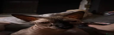 Sphynx 2
