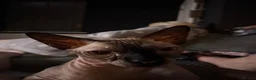 Sphynx cats for sale: Sphinx - Advert 6