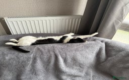 Mixed Breed cats for sale: Pixie - 6yrs old -Maine Coon X - Image 5