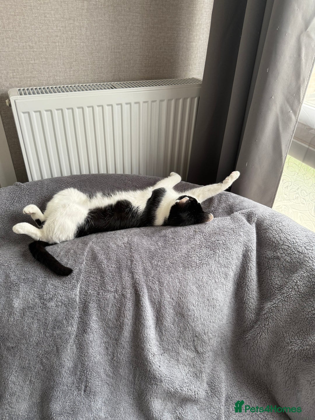 Mixed Breed cats for sale: Pixie - 6yrs old -Maine Coon X - Image 5