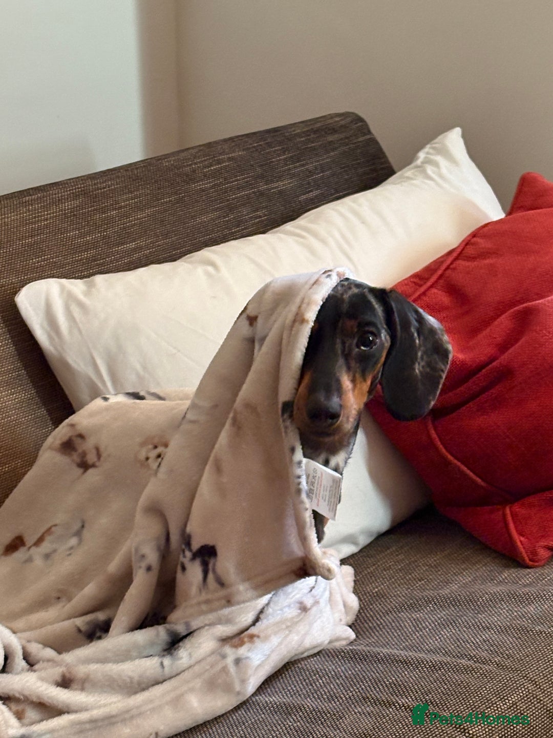 Dachshund dogs for sale: Mica needs a new home- (rehome) - Advert 6