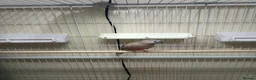 Parakeets birds for sale: Rosa Bourke and a normal Bourke parakeets  - Advert 4