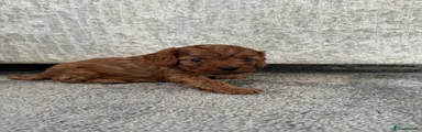 Cavalier King Charles Spaniel 1