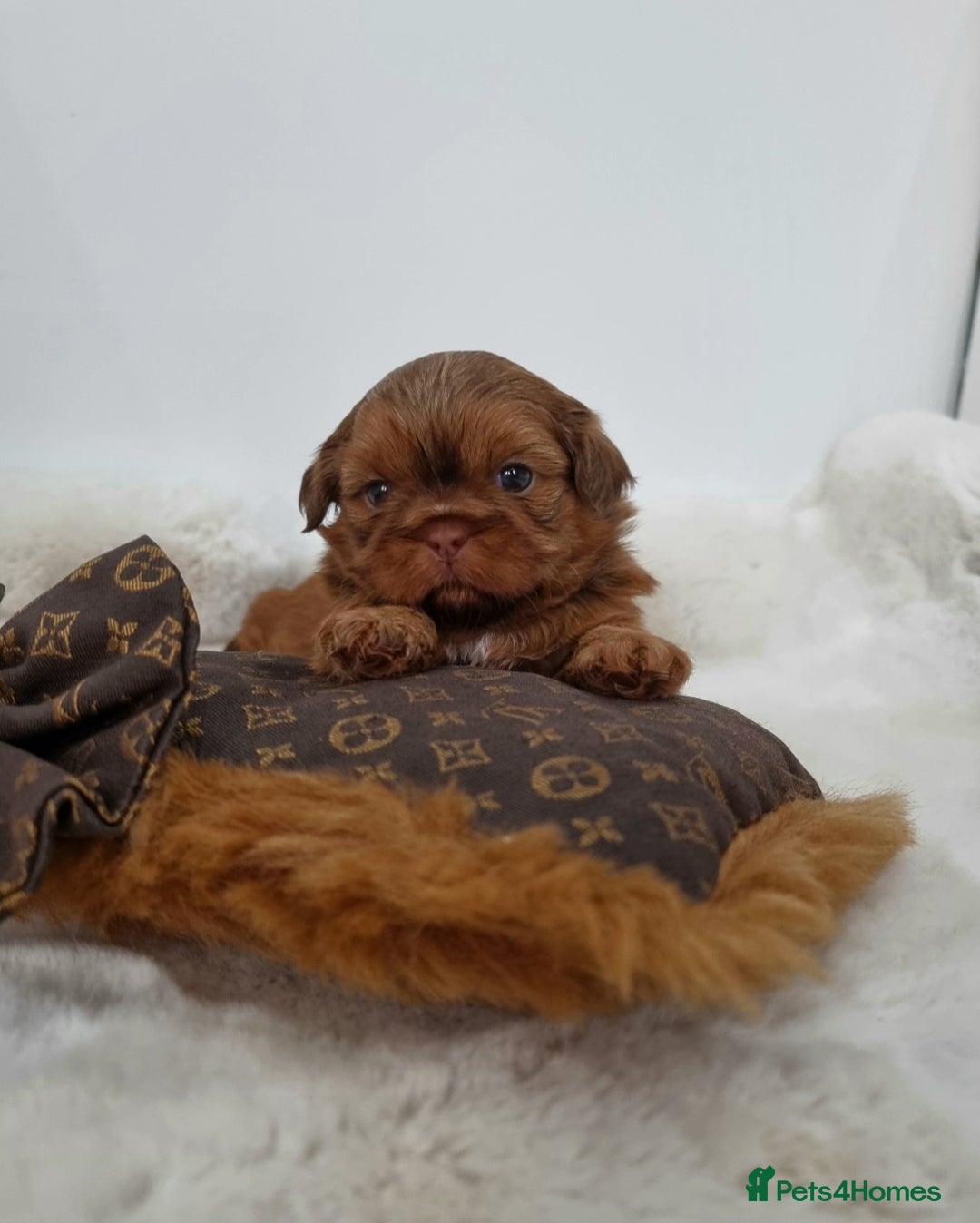 Shih Tzu dogs for sale: 4 Gorgeous Imperial Shih Tzu Boys - Advert 2