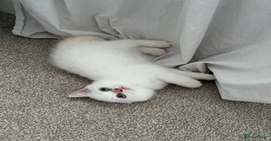 British Shorthair cats - Advert 4