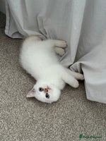 British Shorthair cats - Advert 12