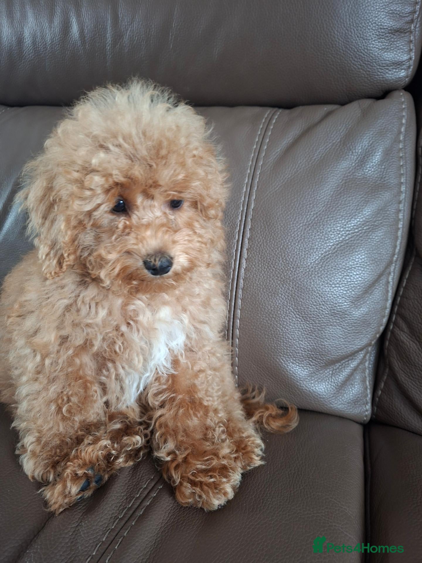 Schnoodle dogs Schnoodle pup - Advert 2
