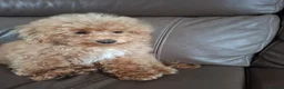 Schnoodle dogs for sale: Schnoodle pup - Advert 1