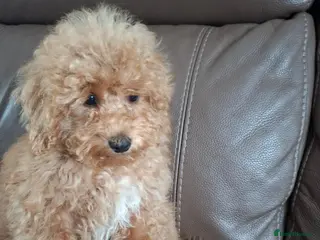 Schnoodle dogs Schnoodle pup - Advert 1