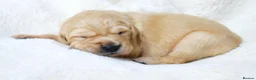 Golden Retriever dogs for sale: KC Golden Retriever from Health Tested Parents - Advert 6