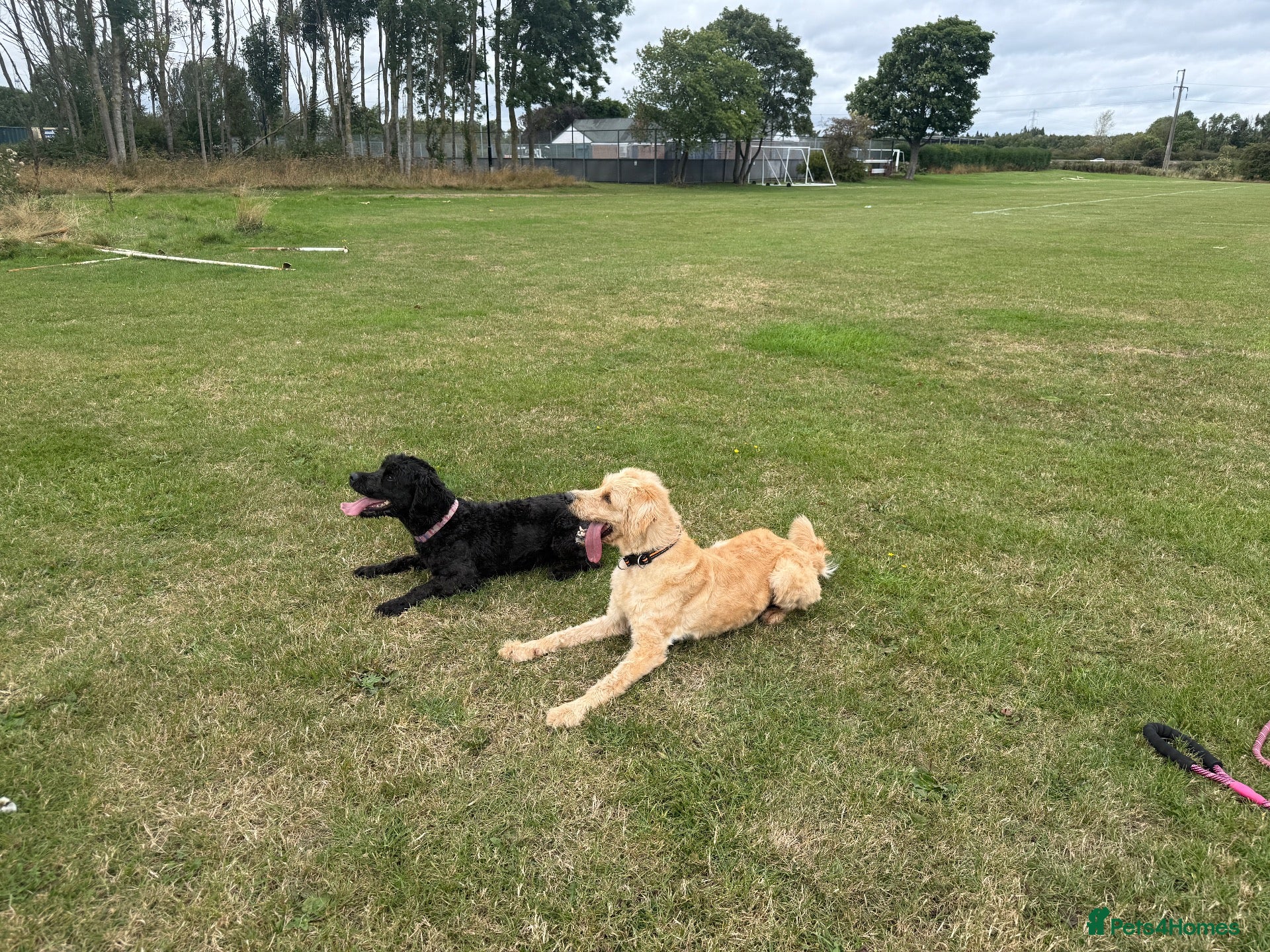 Mixed Breed dogs Australia Labradoodle 3 years old  - Advert 1