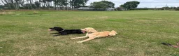 Mixed Breed dogs for sale: Australia Labradoodle 3 years old  - Advert 1