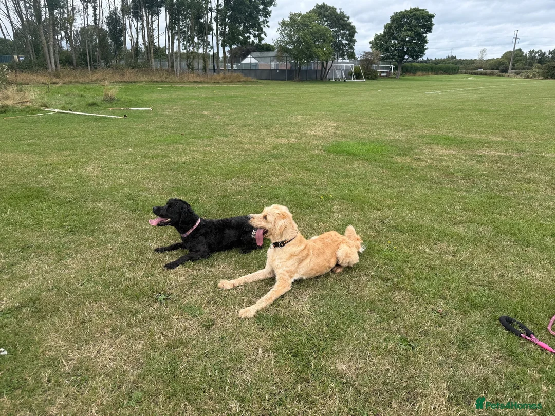 Mixed Breed dogs for sale: Australia Labradoodle 3 years old  - Advert 1