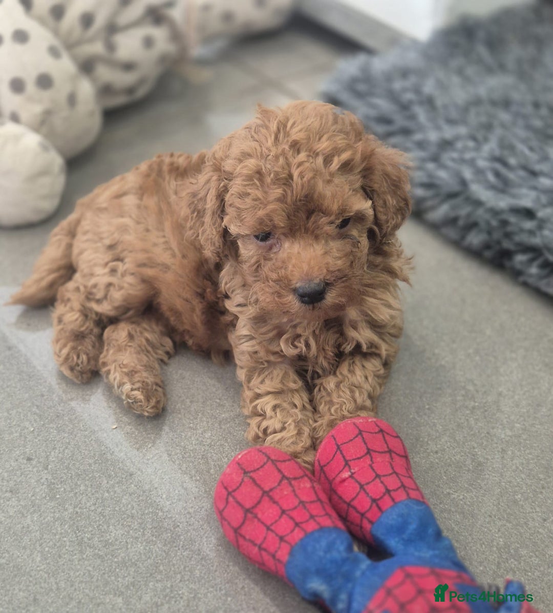 Miniature Poodle dogs for sale: KC Fox Red Miniature Poodle Boys - Image 24