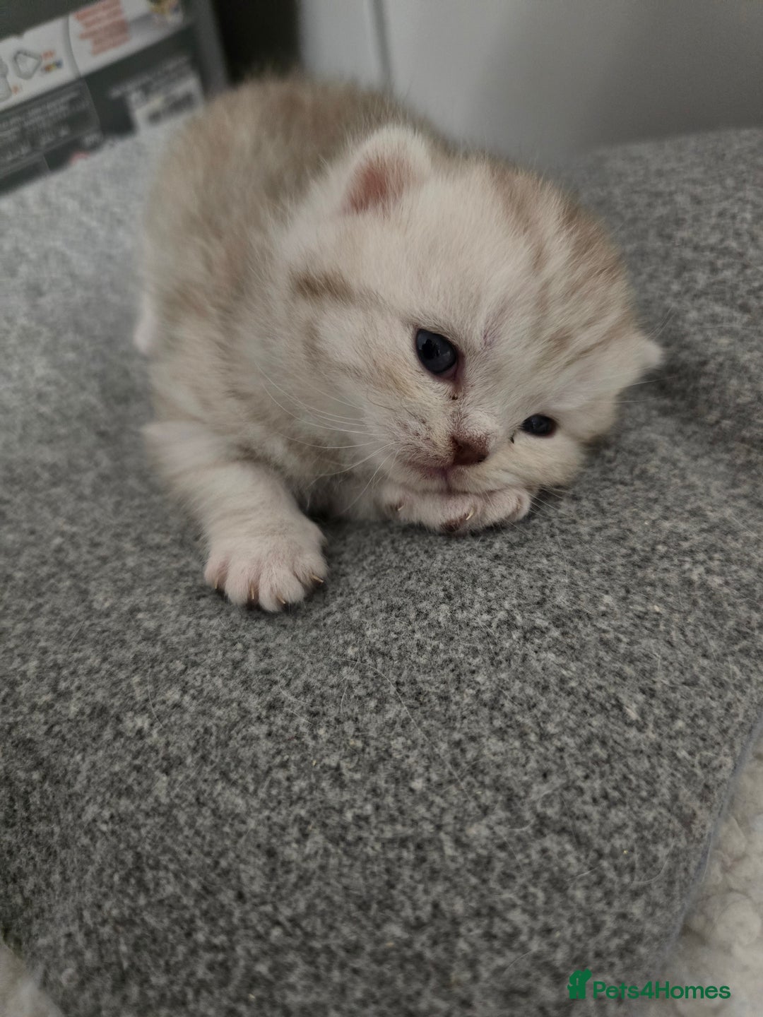 Scottish Fold cats for sale: 🐾Scottish Fold/Scottish Straight Kittens for Sale - Advert 15