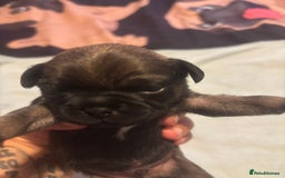 Pug dogs for sale: Pug Puppies  - Image 11