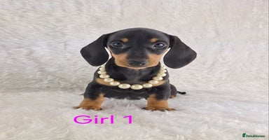 Miniature Dachshund dogs - Advert 10