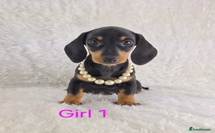 Miniature Dachshund dogs - Advert 1