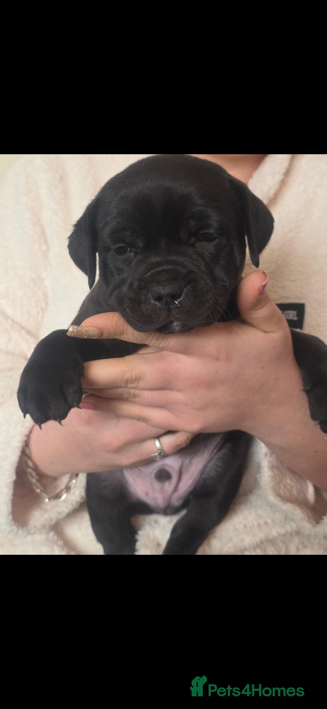 Staffordshire Bull Terrier dogs Stunning KC staffordshire bull terrier puppies  - Advert 1