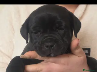 Staffordshire Bull Terrier dogs Stunning KC staffordshire bull terrier puppies - Advert 1