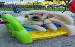 Golden Retriever dogs for sale: Gorgeous Golden Retriever Puppies. - Image 5